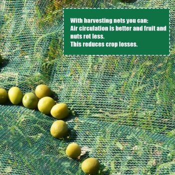 Mreža za berbu maslina 6x6m sa zakovicama